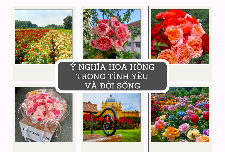Ý nghĩa hoa hồng trong tình yêu và đời sống?